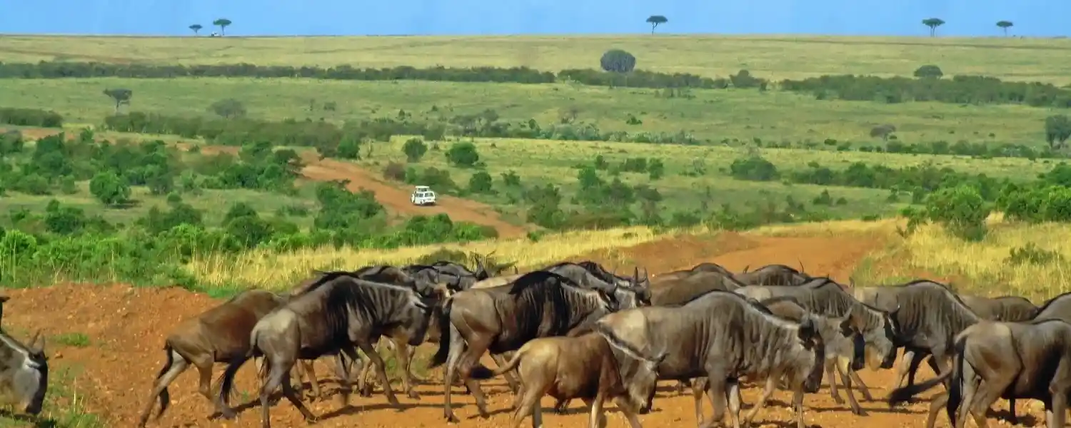 Luxury Eastern Africa Safari-1